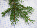 norway spruce (picea abies), pointy leaves (needles) with a brown, stalked contact point which is formed by the shoot. 2009-01-26, Pentax W60. keywords: picea excelsa, rottanne, epicea, sapin rouge, abete rosso